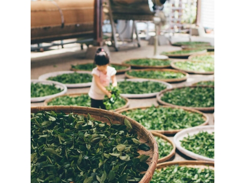Десять самых популярных сортов китайского чая